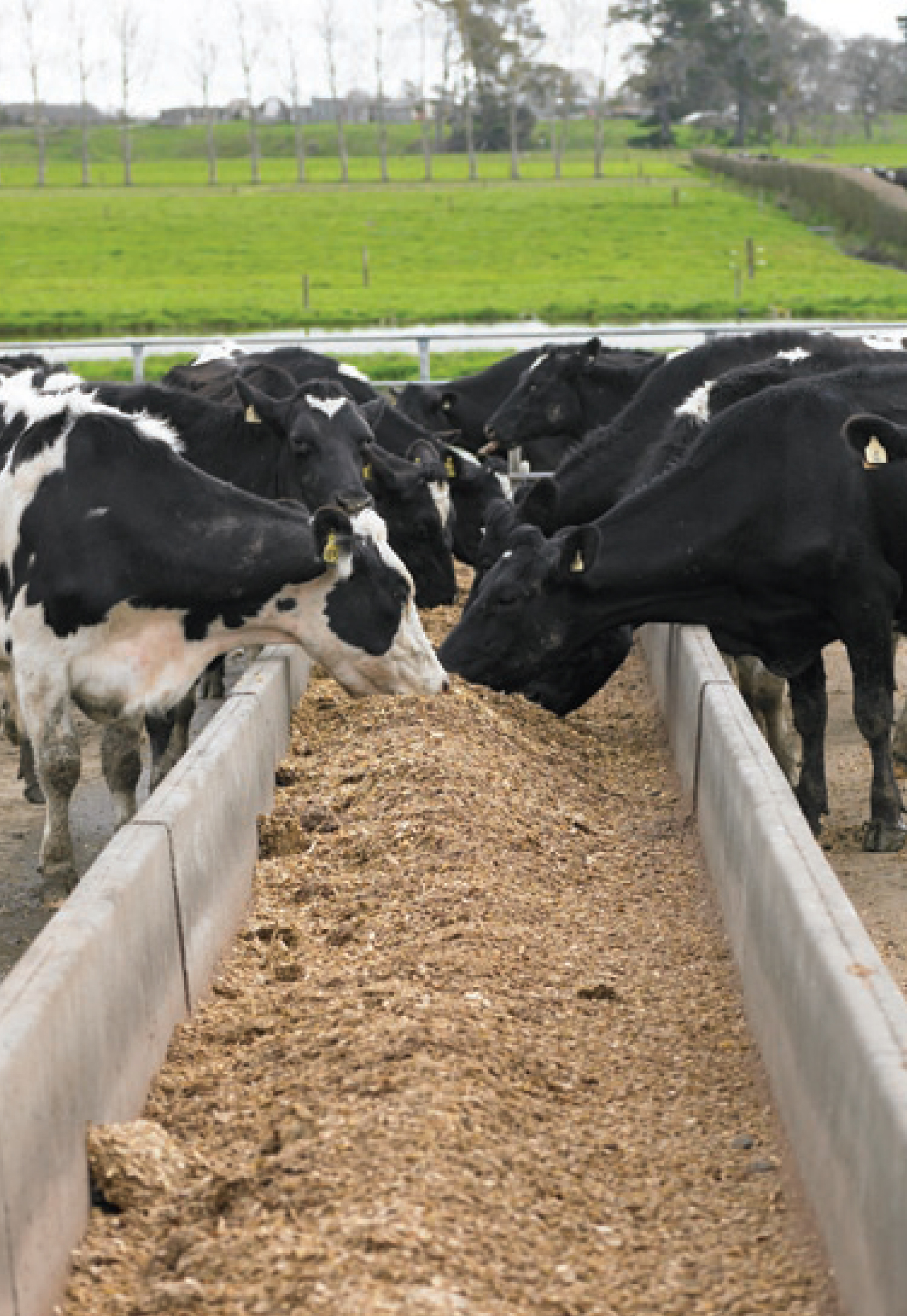 Feed Trough