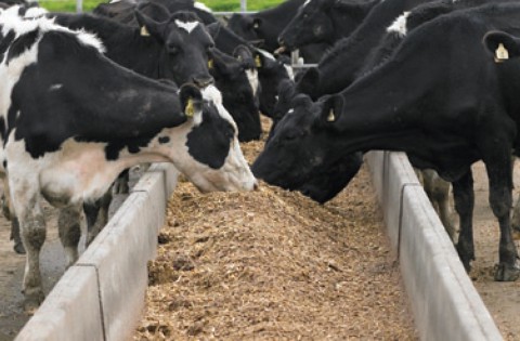 Feed Troughs