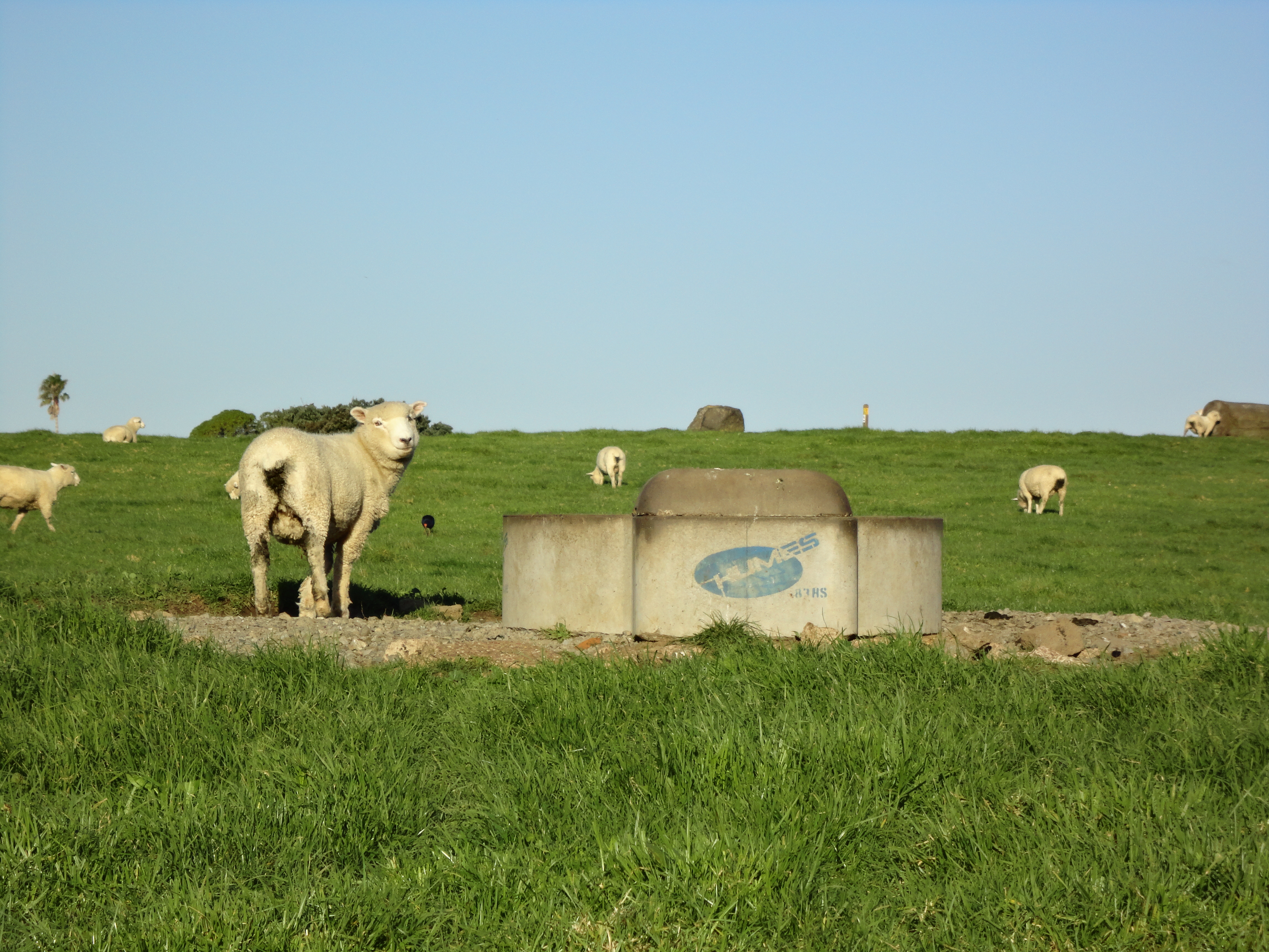 troughs with sheep 1