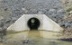 Humes Concrete Precast Wingwalls Culvert v2